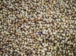 تصویر 1 از بادام درختی زرین مرغوب و صادراتی